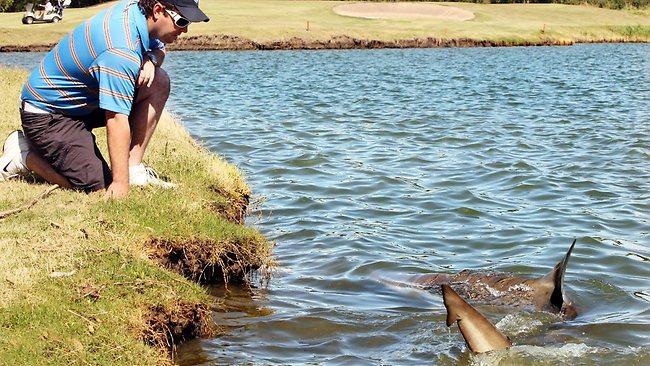 Sharks on a golf course?